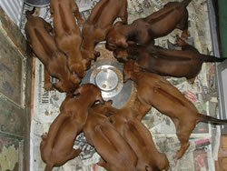 Red Wheaten Rhodesian Ridgeback Puppies